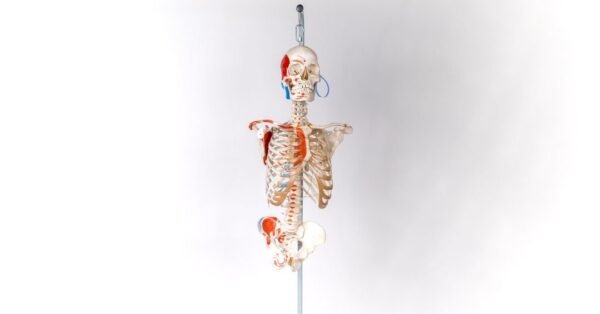 Explanatory Carolina Biological Supply Skeleton