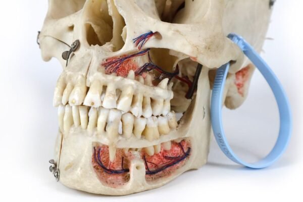 Demonstrative Skull (0186) - Image 2