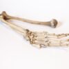 Arm Articulation  - Image 4