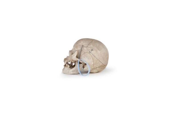 Clay Adams Medical Skull (0201)  - Image 3