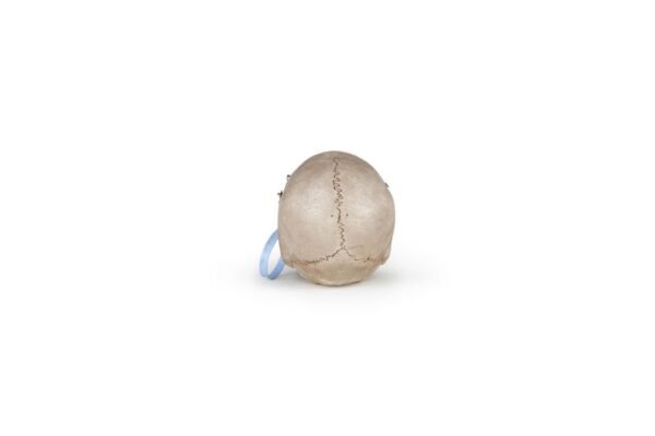Clay Adams Medical Skull (0201)  - Image 4