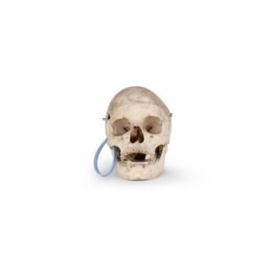 Medical Skull (0164)