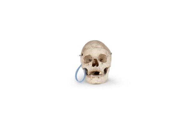 Medical Skull (0164)