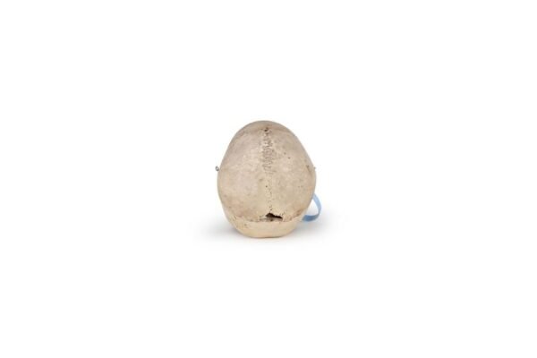 Medical Skull (0164) - Image 4