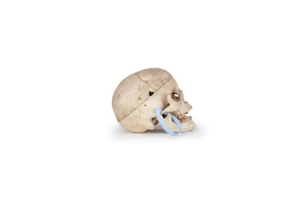 Medical Skull (0164) - Image 3