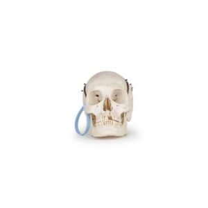 Medical Skull (0203) 