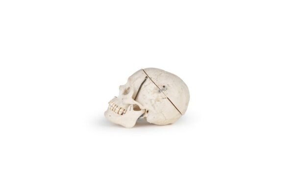 Medical Skull (0203)  - Image 2