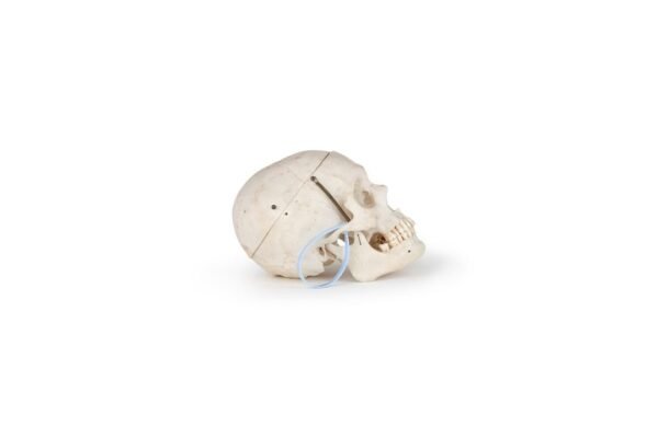 Medical Skull (0203)  - Image 3