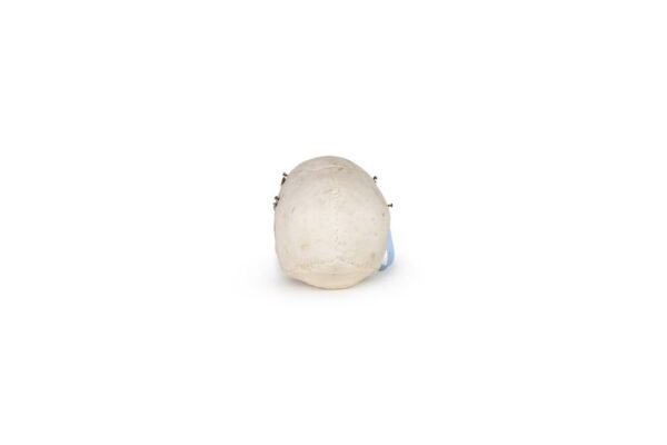 Medical Skull (0203)  - Image 4