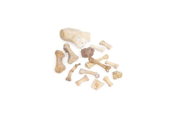 Loose Bone Teaching Set - Image 4