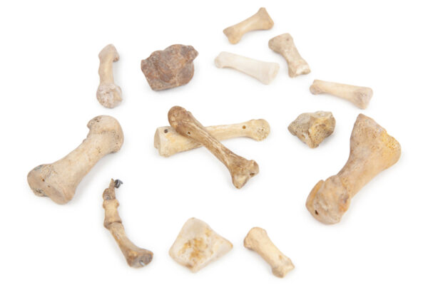 Loose Bone Teaching Set