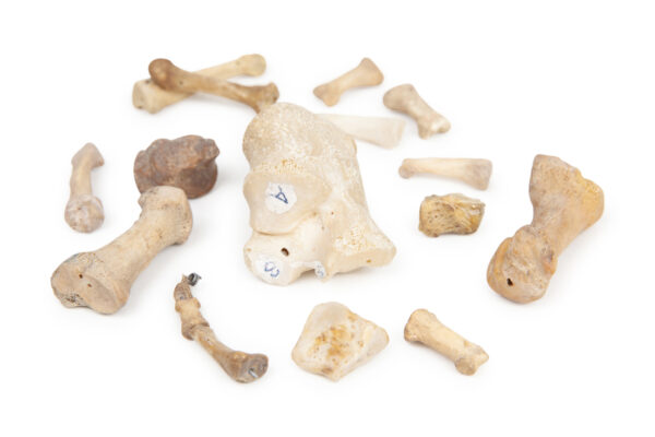 Loose Bone Teaching Set - Image 2