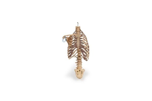 Antique Articulated Torso (0509)