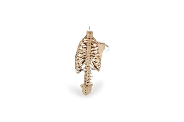 Antique Articulated Torso (0509) - Image 4