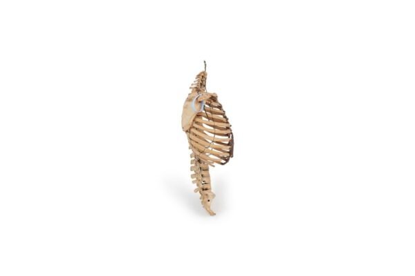 Antique Articulated Torso (0509) - Image 2