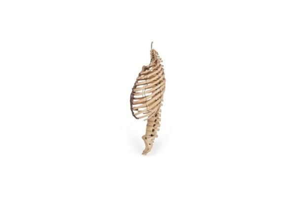 Antique Articulated Torso (0509) - Image 3
