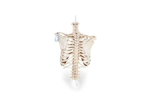 Articulated Torso (0510) - Image 4