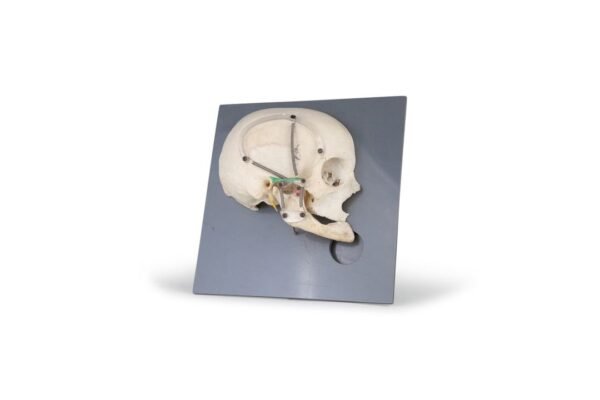 German Sagittal Cut Human Skull on Acrylic Base (0051)