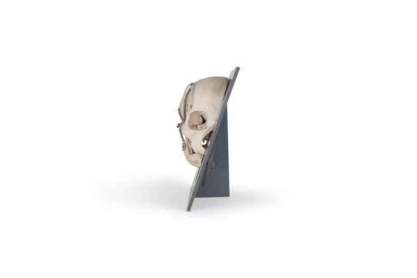 German Sagittal Cut Human Skull on Acrylic Base (0051) - Image 3