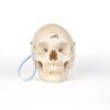 Medical Skull (0206)