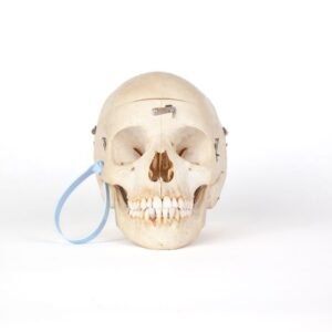 Medical Skull (0206)