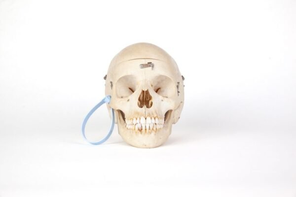 Medical Skull (0206)