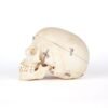 Medical Skull (0206) - Image 2