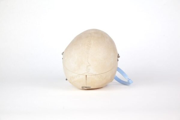 Medical Skull (0206) - Image 4