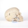 Medical Skull (0206) - Image 3