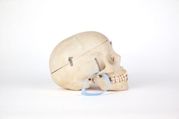 Medical Skull (0206) - Image 3