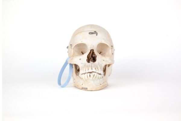 Medical Skull (0207)