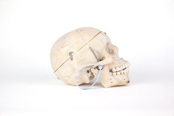 Medical Skull (0207) - Image 3