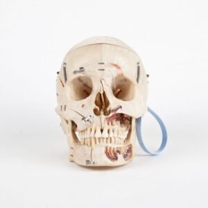 Demonstrative Skull (0209)