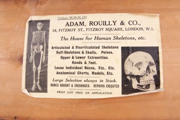 Adam, Rouilly Half-Skeleton Bone Box - Image 3