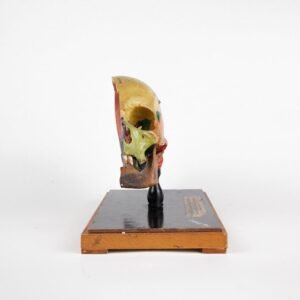 Sagittal Cut Explanatory Skull Preparation 