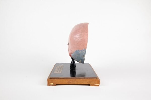 Sagittal Cut Explanatory Skull Preparation  - Image 4