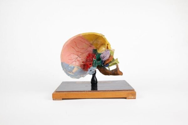 Sagittal Cut Explanatory Skull Preparation  - Image 3