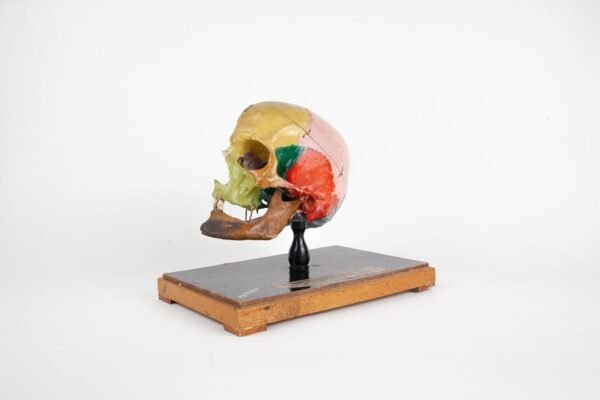 Sagittal Cut Explanatory Skull Preparation  - Image 2