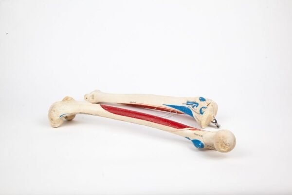 Femur Tibia & Fibula Articulation (004) - Image 2