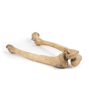Femur Tibia & Fibula Articulation (005)