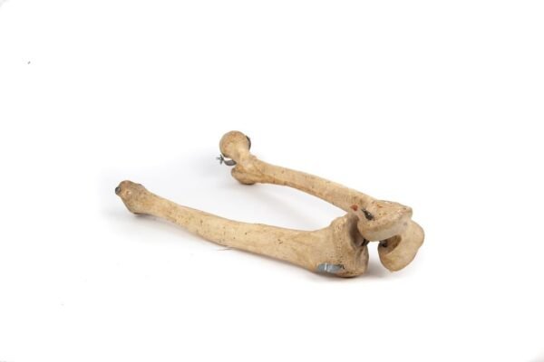 Femur Tibia & Fibula Articulation (005)