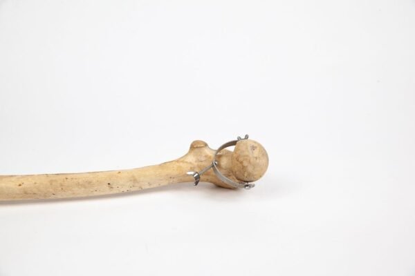Femur Tibia & Fibula Articulation (005) - Image 2