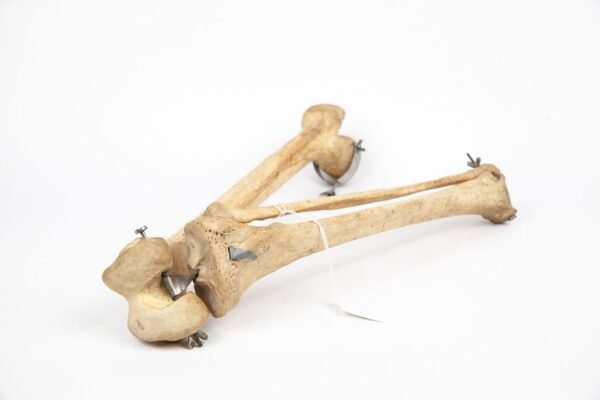 Femur Tibia & Fibula Articulation (005) - Image 3