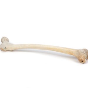 Femur (Grade B)