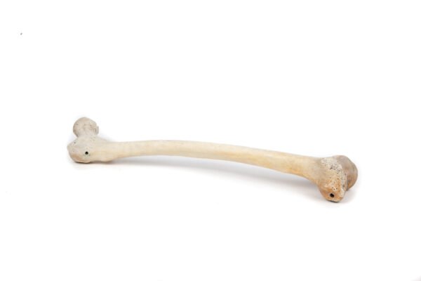 Femur (Grade B)