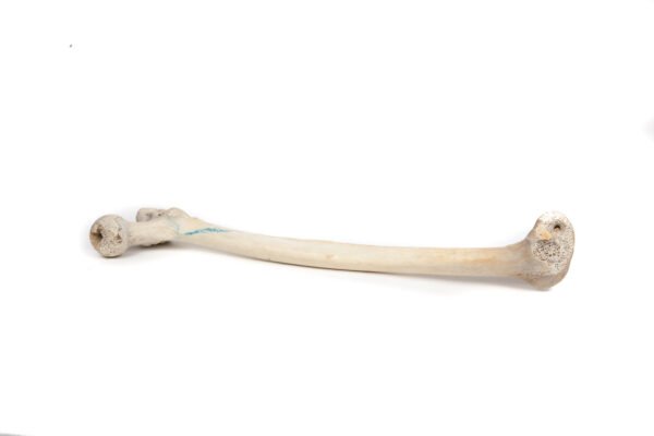 Femur (Grade B)