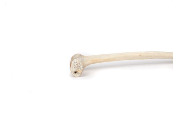 Femur (Grade B)