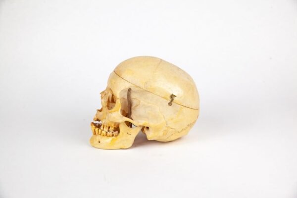 Adam, Rouilly Half-Skeleton Bone Box - Image 6