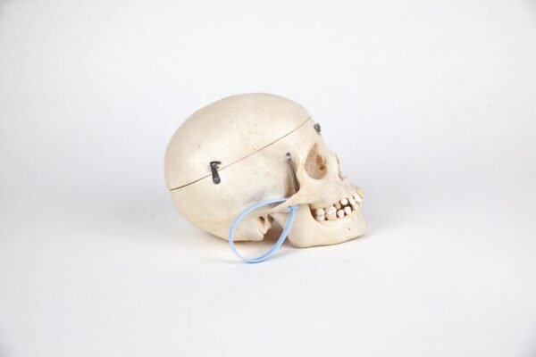 Adolescent Skull (0223) - Image 2