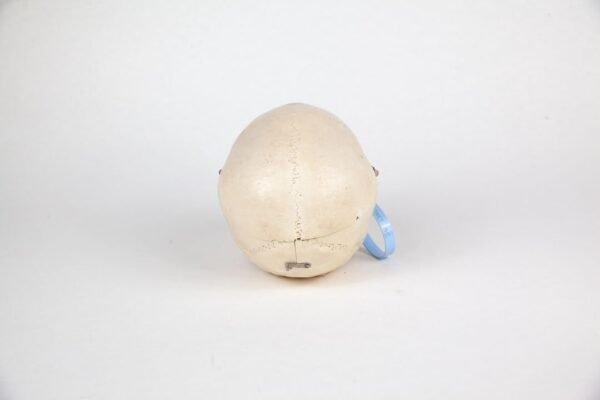 Adolescent Skull (0223) - Image 4